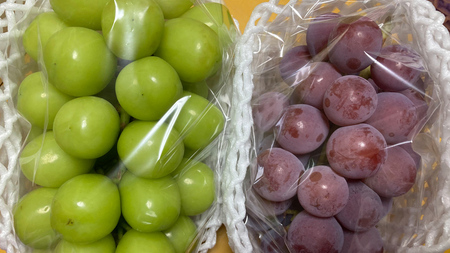 【定期便】ぶどう 品種ランダム2房セット【2026年8月から3か月連続で発送】（茨城県共通返礼品 [ぶどう]：結城市産）