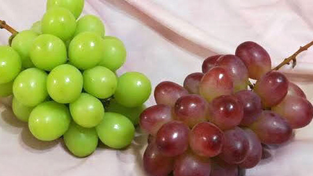 【定期便】ぶどう 品種ランダム3房セット【2026年8月から3か月連続で発送】（茨城県共通返礼品 [ぶどう]：結城市産）