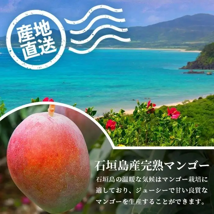 ［予約受付］美ら姫マンゴー1kg（完熟・アーウィン種）　CB-1