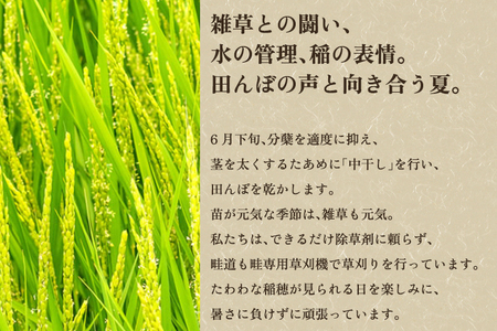 【令和8年産新米先行予約】【定期便6ヶ月毎月お届け】新潟県産 新之助 玄米5kg（5kg×1袋）《10月上旬から順次出荷》