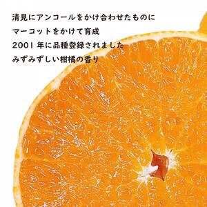 せとか 約 3kg (9~13玉) 【2027年3月上旬ごろから発送予定】 せとか みかん【SHM0111】