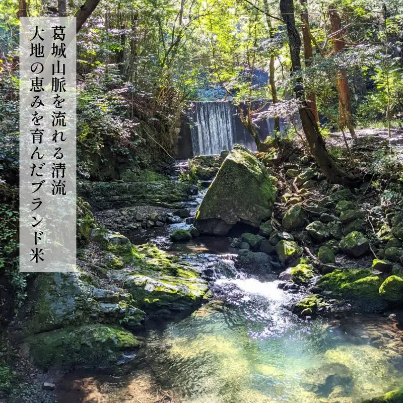 【令和8年産】葛城山脈の清流の希少ブランド米「龍神大木の里」精米済み4.5kg（約30合分） きぬひかり