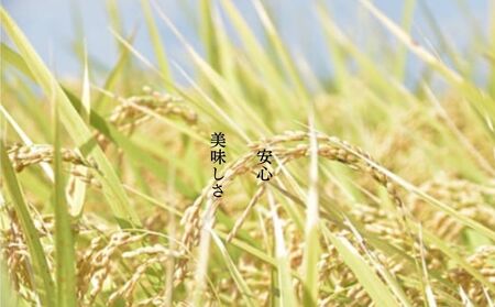 【令和8年産】限定30個「300年のお米」茨城県産コシヒカリ10kg 玄米 ※2026年10月～発送 | 栄養 お米 こしひかり こめ ご飯 おむすび おにぎり 茨城 常総