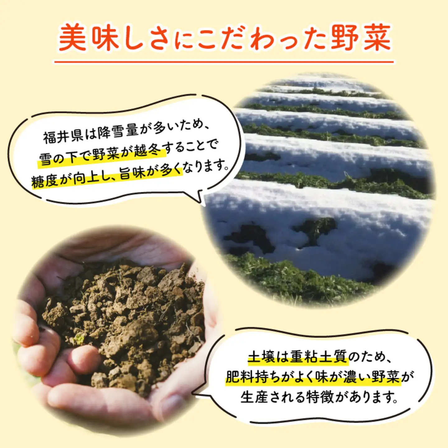 福井県産福地ホワイト6片むきにんにく 500g　野菜 ニンニク