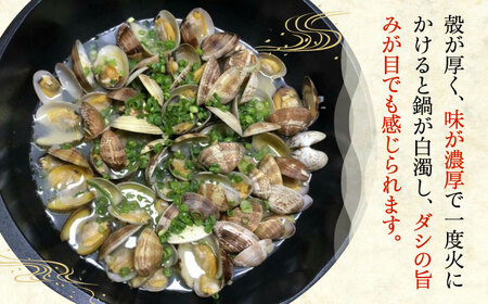 【令和6年4月頃発送予定】特産 椎田 あさり 1.5kgアサリ 活あさり [ABAY002]
