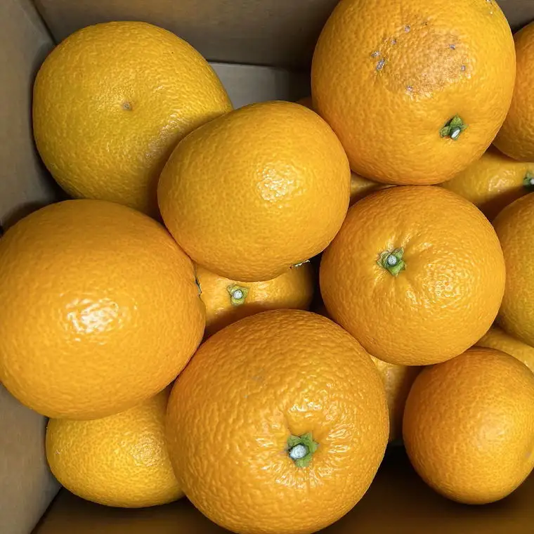 【2027年発送先行予約】【希少品】和歌山県産紅八朔約5kg（サイズ混合）※2027年1月下旬～2027年2月中旬頃ごろ順次発送【tec944A】