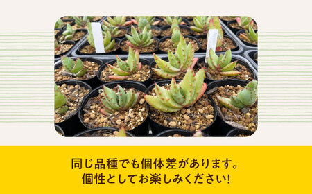 【数量限定】 Aloe ferox　アロエ フェロックス  1株 長与町/アグリューム[EAI119]  観葉植物 多肉植物 苗 植物 アロエ あろえ インテリア