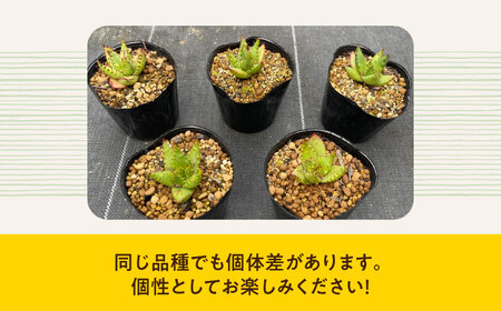 【数量限定】 Aloe broomii　アロエ ブルーミー  1株 長与町/アグリューム[EAI120]  観葉植物 多肉植物 苗 植物 アロエ あろえ インテリア