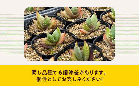 【数量限定】 Aloe aculeata V crousiana　アロエ クロウジアナ   1株 長与町/アグリューム[EAI122]  観葉植物 多肉植物 苗 植物 アロエ あろえ インテリア