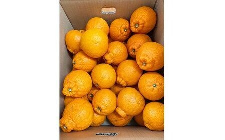 【ご家庭用】紀州有田産 不知火(しらぬひ) 約8.5kg※2027年2月中旬頃?3月中旬頃に順次発送予定(お届け日指定不可)/果物 フルーツ くだもの ミカン 不知火 デコポン【uot507A】