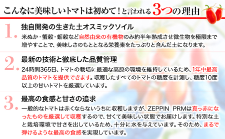 トマト ZEPPIN PRM 2kg　ミニトマト