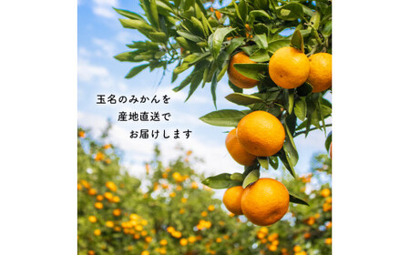【 6キロ × 2箱 】 たまな産 温州みかん 12kg | 果物 くだもの フルーツ 柑橘類 柑橘 みかん ミカン 蜜柑 熊本 玉名