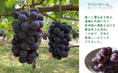 巨峰 種なし 約2kg（4～6房） リテイファーム