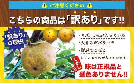 先行予約 訳あり 梨 なし 濃あま梨 約1.8kg 品種おまかせ 2026年8月中旬から9月下旬発送予定