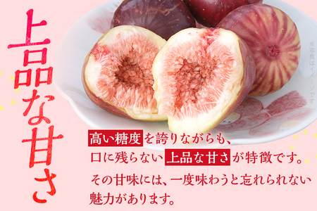 【ふるなび限定】博多とよみつひめ 1,000g（４パック）【2026年8月～10月に発送予定】 CD23f FN-Limited-PR