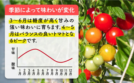 【先行受付】フルティカ 1kg 【2026年11月以降順次発送】糸島市 / かわぞえ農園 トマト 中玉トマト  [AAM005]