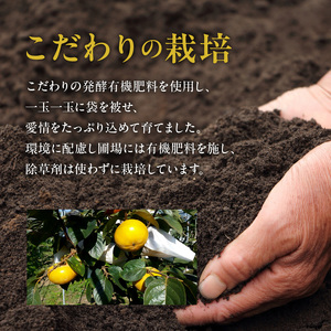 えのしまファーム【贈答用】太秋柿 約２ｋｇ(5～６玉)  _U85-0002