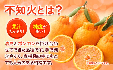 訳あり 不知火 4kg しらぬい