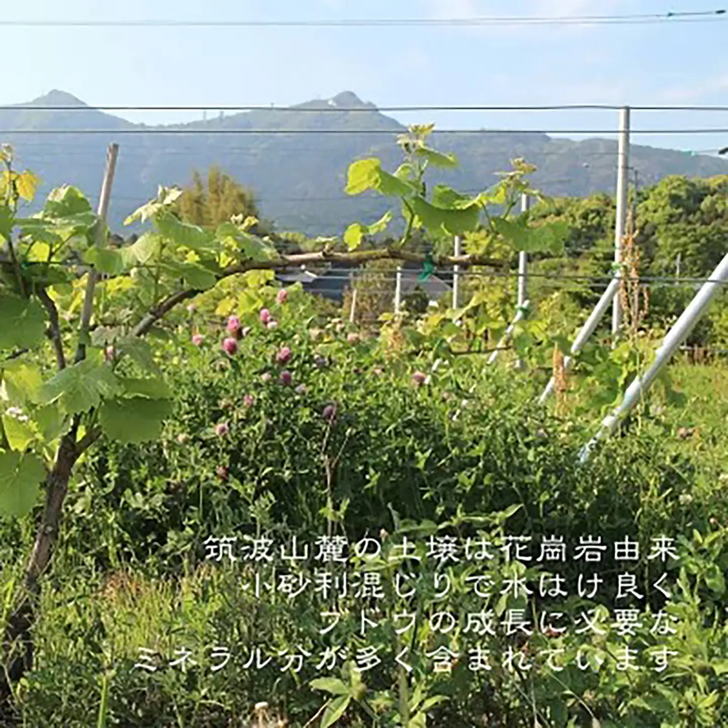 ぶどうジュース4本（白&黒 各2本）ぶどうジュース