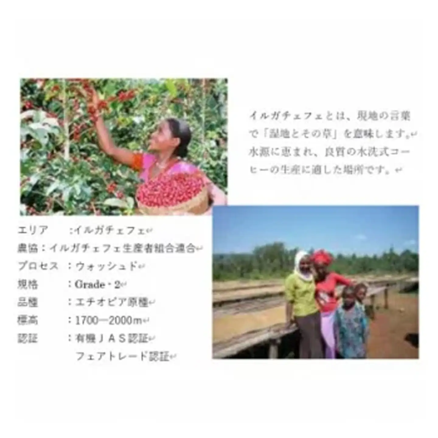 コーヒー豆＜のし付＞つくばで焙煎 エチオピア イルガチェフェ 200g×2種 飲み比べ 缶入り コーヒー