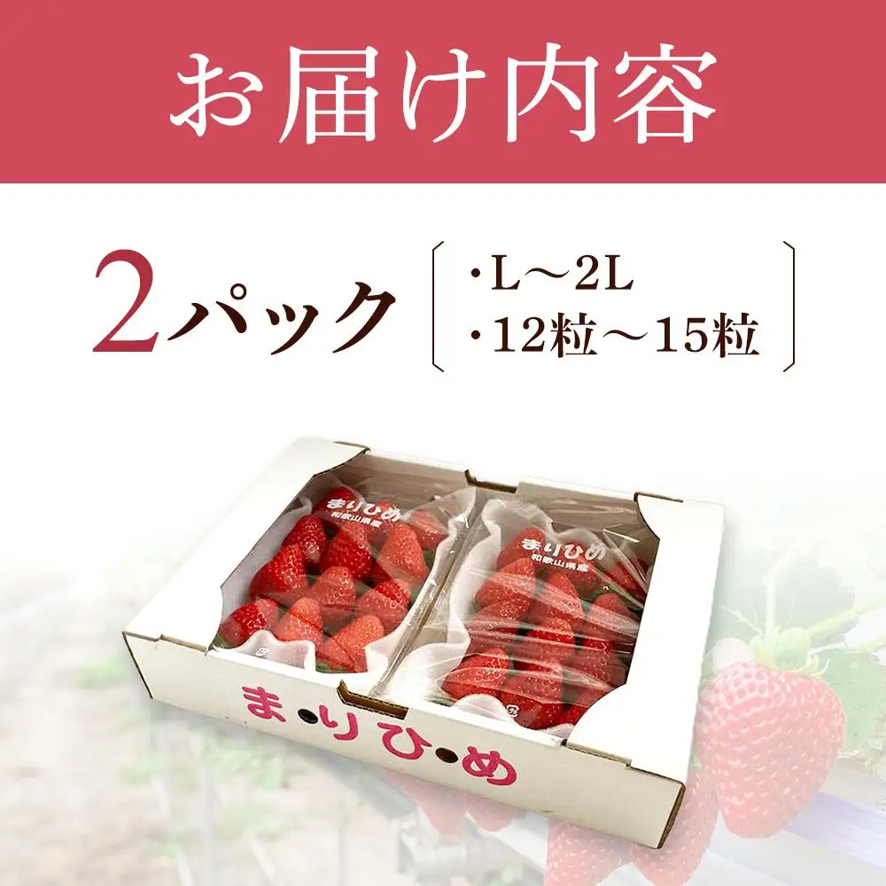 まりひめイチゴ L～2L 12粒～15粒×2パック［2027年1月中旬から発送］［先行販売］［KG7］