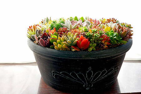 多肉植物の寄せ植え 9号鉢 _FC01