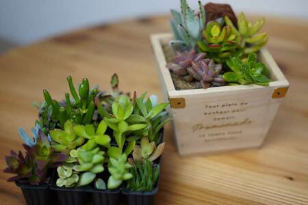 多肉植物 木箱の寄せ植え【S】 ※北海道・沖縄・離島への配送不可 _FC07