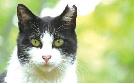【さくらねこTNR活動支援 】静岡市産 和紅茶ティーバッグ 2g 12個入 × 5袋（計60ティーバッグ）◆