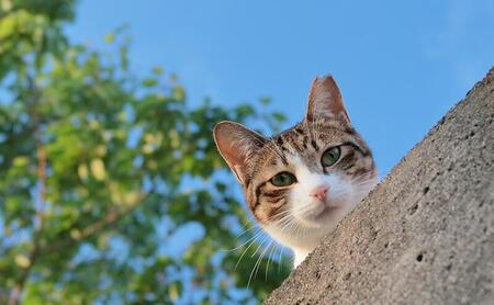 【さくらねこTNR活動支援 】静岡市産 ほうじ茶ティーバッグ 2g 12個入 × 5袋（計60ティーバッグ）◆