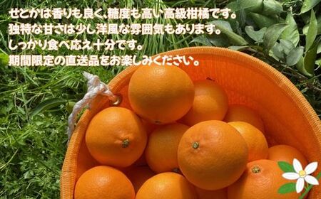 【2027年先行予約】せとか 3kg ご家庭用 みかん 愛媛 先行予約 【2027年2月上旬から順次発送】 数量限定 愛媛県産 人気 柑橘 伊予市｜B244