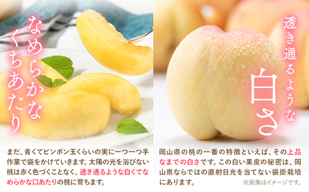【2027年発送】 白桃 岡山の桃 約2.6kg