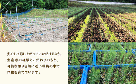 【2027年春発送】半農半画家 イマイ畑 自慢の≪アスパラガス 2kg サイズ混合 約40～50本≫ 露地栽培 北海道 富良野市 (イマイカツミ) 野菜 アスパラ 健康 太い 安心 道産 産地直送