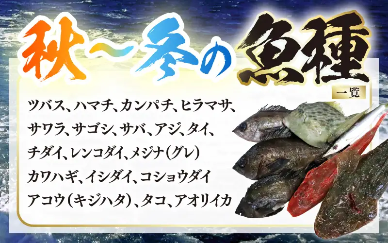 【先行予約】【期間限定】福井 若狭の 鮮魚セット 秋～冬 計約1.2kg【2026年10月下旬以降順次発送】【鮮魚 海鮮】 [m21-b011]