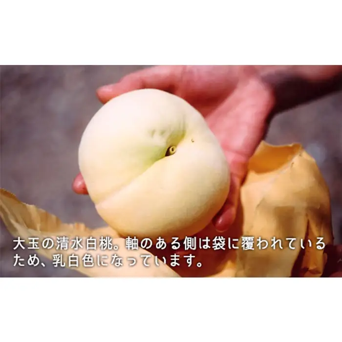 岡山県産「清水白桃」約1.3kg（5～6玉）【27年7月下旬以降に順次発送】