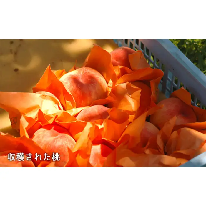 岡山県産「白桃（晩生種）」約1.3kg（5～6玉）【26年8月上旬以降の出荷分】