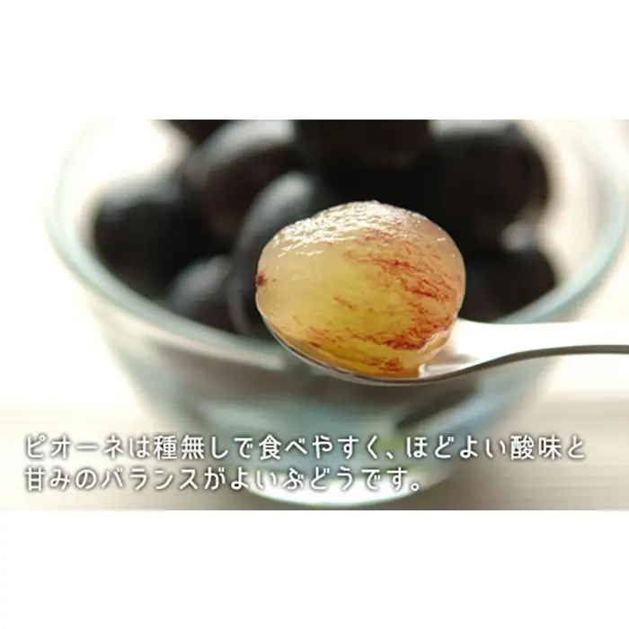 岡山県産「白桃・ニューピオーネ」詰合せ 約1.0kg【26年8月下旬以降の出荷分】