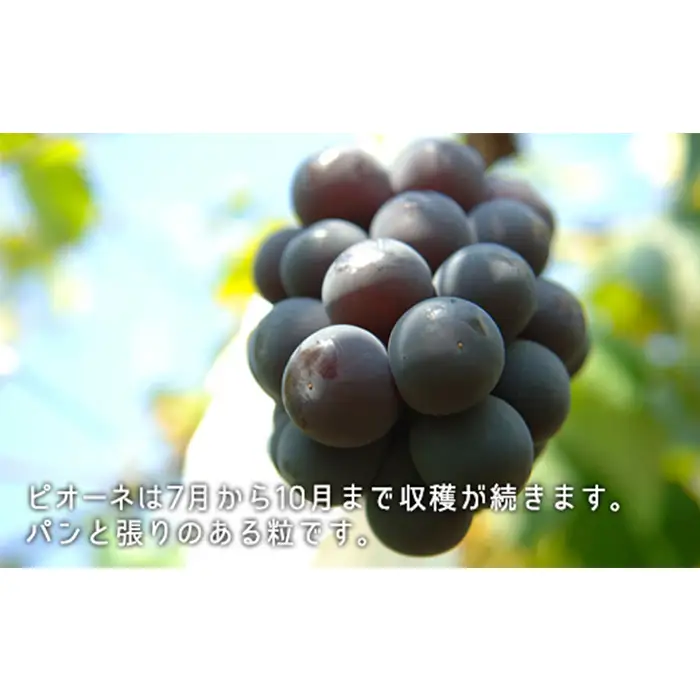 岡山県産「白桃・シャインマスカット・ニューピオーネ」詰合せ 約1.8kg【26年8月下旬以降の出荷分】