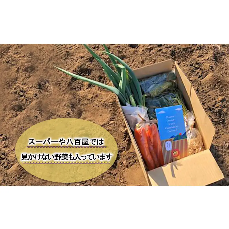 2～4名様向け／野菜6種に加工品をプラス 野菜セット 野菜詰合せ 産地直送 旬の野菜 農園直送 食べ物 食品 グルメ 食卓 ベジタブル 国産 日本産 国産野菜 