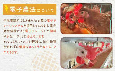 DS-911 【6ヶ月定期便】電子たまご(白玉) 合計360個(60個×6回)