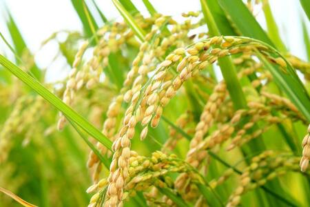 米 みずかがみ 大津市産 精米 5kg ( × 1袋 ) [AZ005] /
