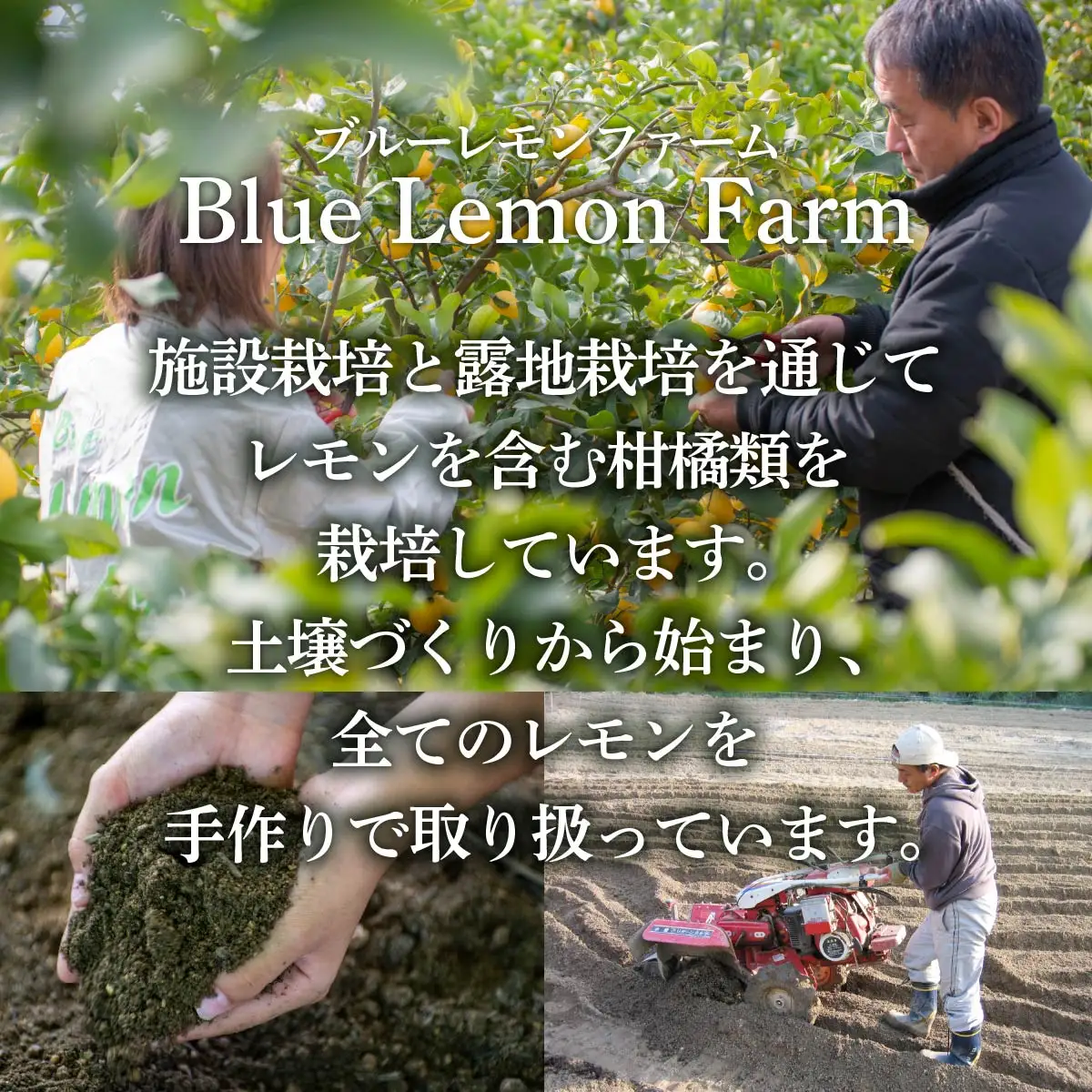 愛媛　ブルーレモンファームのごくしぼりみかんジュース　1L　1本