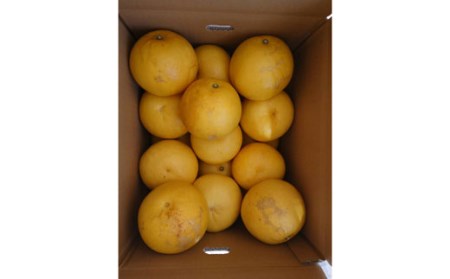 土佐文旦 10kg 家庭用 文旦