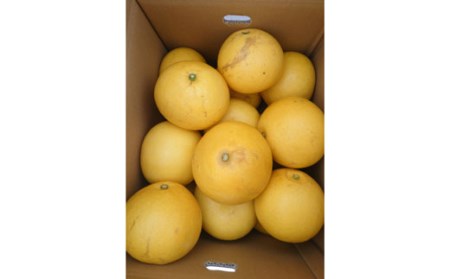 土佐文旦 10kg 家庭用 大玉 文旦