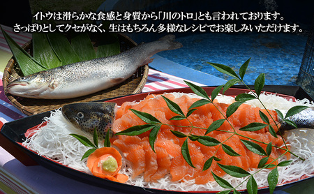 鮮魚 幻の魚 イトウ 1尾 約2kg 魚 川魚 魚介 魚介類 海鮮 お刺身 刺し身 おかず おつまみ つまみ お酒のつまみ 酒のつまみ 幻 魚 青森 青森県 鰺ヶ沢町 ※配送地域限定