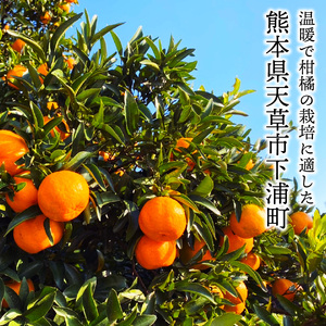 S117-004_香りを食す！熟成完熟天草ぽんかん 2月発送 約3kg秀品〈先行受付〉