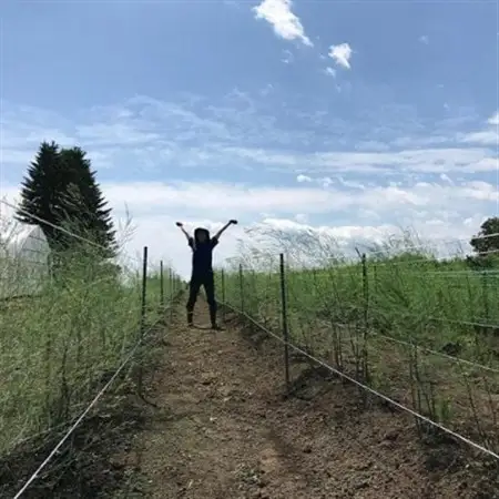 先行受付【十勝ガールズ農場】雪解け水のグリーンアスパラガス ML混合 1kg_野菜 アスパラガス  _【配送不可地域：離島】【1490693】