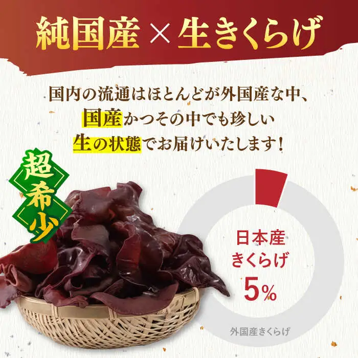 【お中元対象】福岡県産生きくらげ 1kg ADBA001 きくらげ