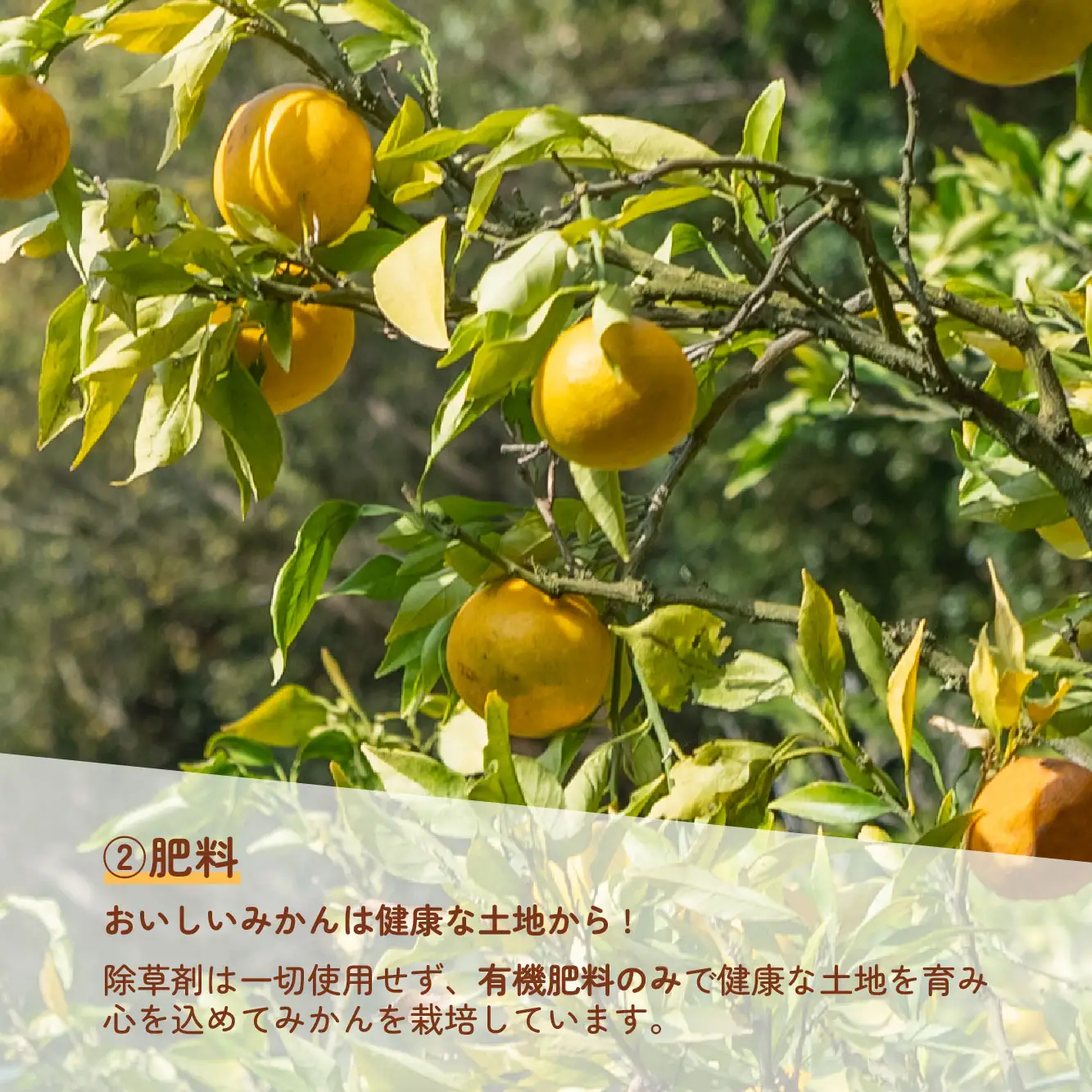 愛媛みかん 伊予柑 4kg 家庭用みかん 協徳ガーデン B010-178003