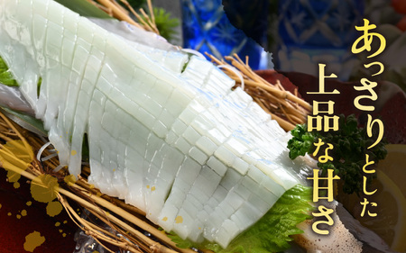 【先行予約】イカ お刺身で食べる 天然 ヤリイカ 約500g【2027年2月中旬以降順次発送予定】 活きたイカをご提供している漁師が活〆！急速冷凍 鮮度格別！若狭湾 福井 個別包装 刺身 [m36-a013]