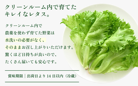 定期便 ≪6ヶ月連続お届け≫ 低カリウムレタス&フリルレタス　計6個セット 全6回 【福井県美浜町産】【野菜 生野菜 レタス サラダ サンドイッチ お弁当 水耕栽培 洗わず食べられる 時短 付け合わせ ダイエット ヘルシー】レタス フリルレタス 野菜 サラダ ダイエット ヘルシー [m40-c001]
